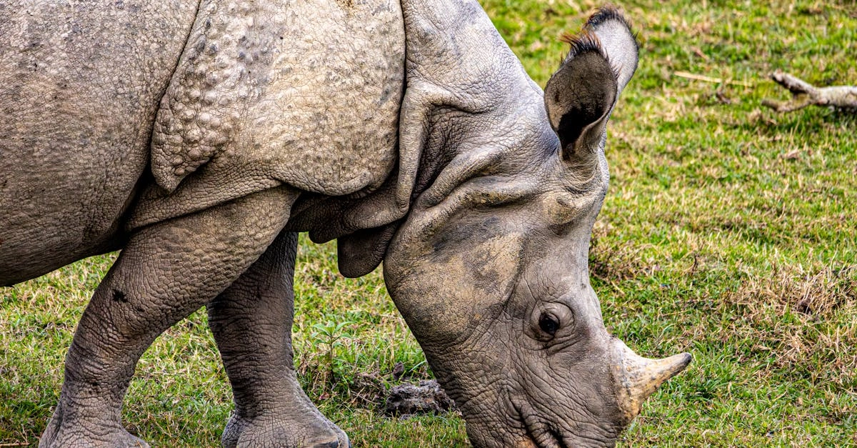 Анализ слот-игры Great Rhino Deluxe с механиками и стратегиями